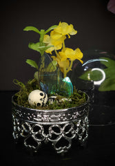 Fairy Dome Terranium