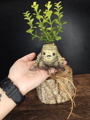Mandrake Manny Art Doll Sculpture