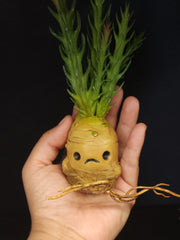 Mandrake Mae Sculpture